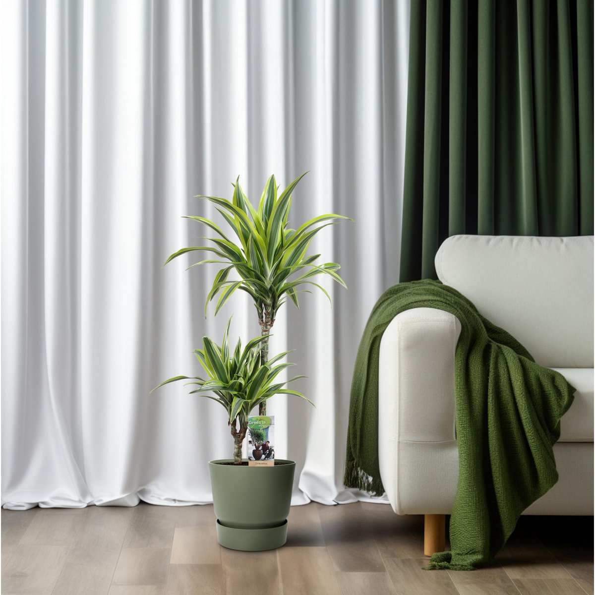 Dracaena Lemon Lime en pot, ambiance intérieure moderne