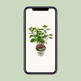 Plante hortensia arborescent rose Ø19 cm