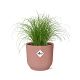 Plante cyperus alternifolius parapluie