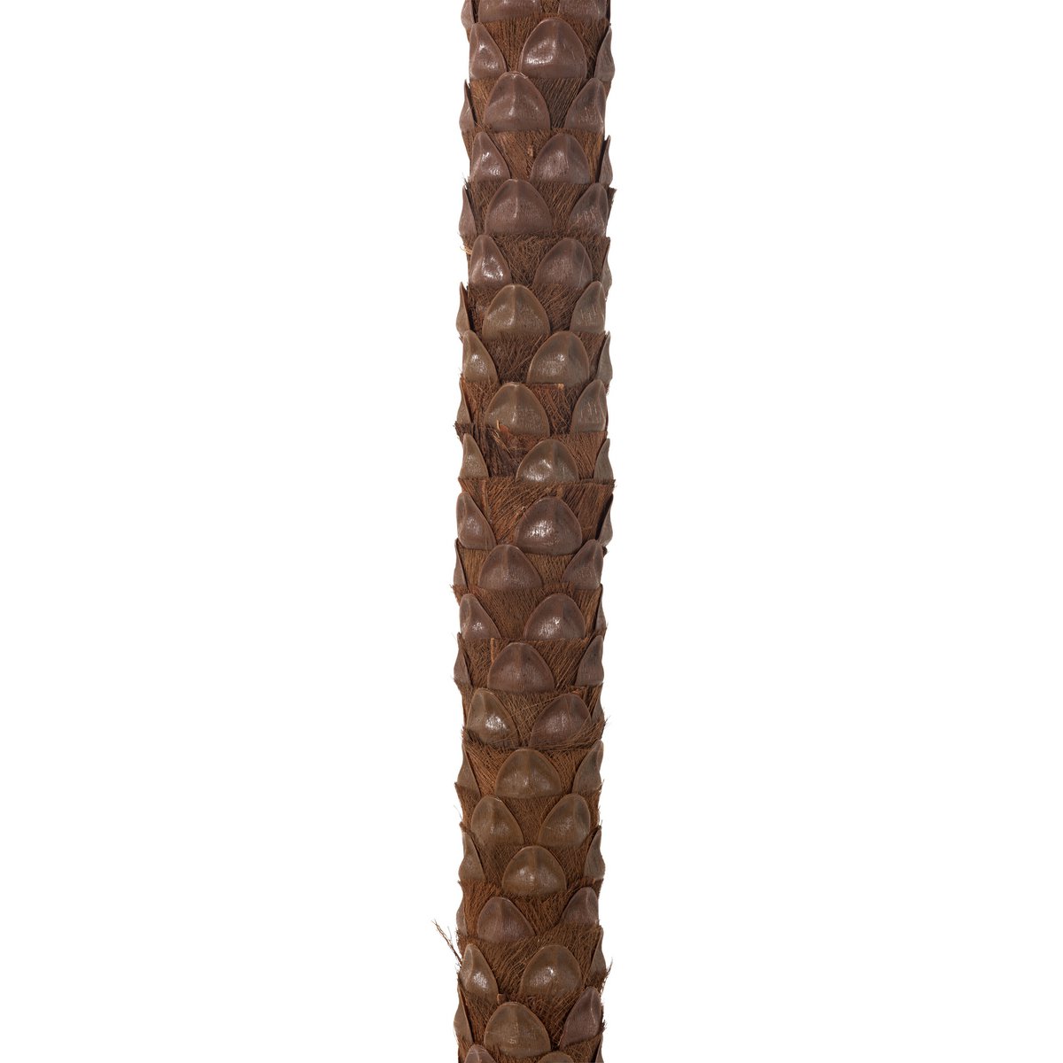 Détail des feuilles vertes du palmier J-Line