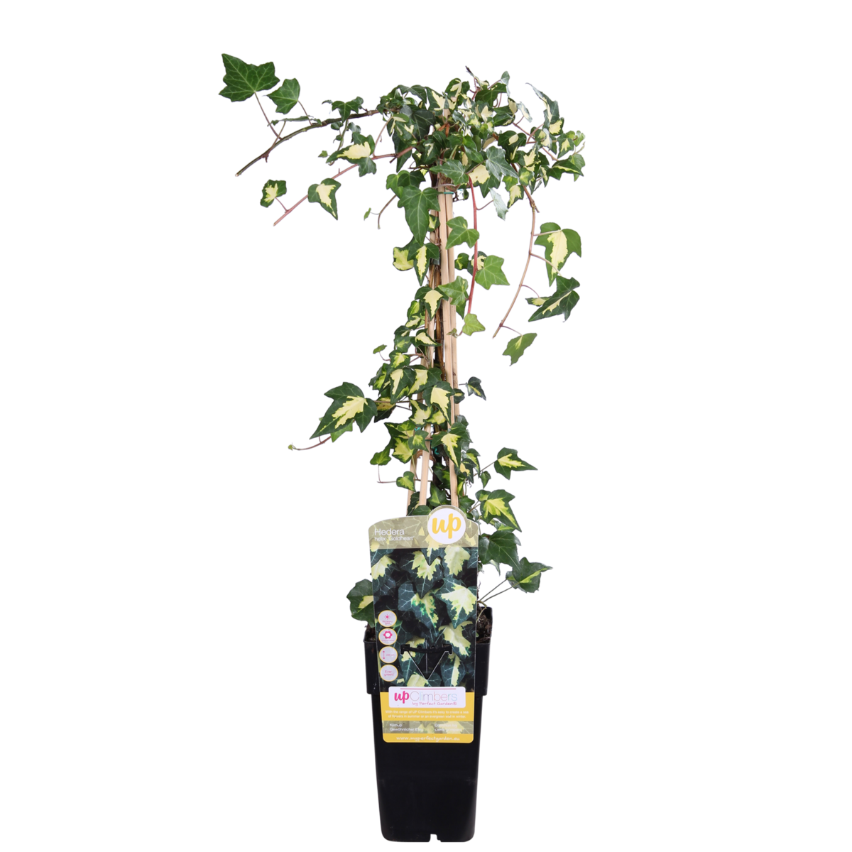 Hedera Colchica 'Dentata Variegata' vue d'ensemble avec feuilles panachées