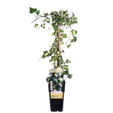 Hedera Colchica 'Dentata Variegata' vue d'ensemble avec feuilles panachées