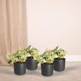 Epipremnum Happy Leaf - 4 pièces - ø12cm - ↕15cm