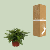 Begonia Parvati - Ø12cm - ↕25cm