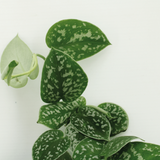 2x Scindapsus Picture - Epipremnum - 15cm - Ø12