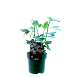 Ficus Carica Bornholm - Ø19cm - ↕50cm
