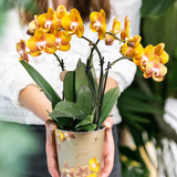Lot de 4 orchidées Phalaenopsis orange en pot Ø12 cm