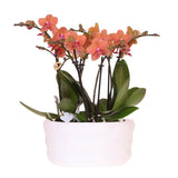 Lot de 3 orchidées orange avec pot Como et réservoir d'eau