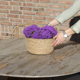 Échelle en osier avec campanulas violettes en pot 12 cm