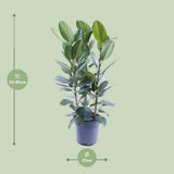 Ficus Audrey Tuft 3 Supports - Ø27cm - ↕105cm