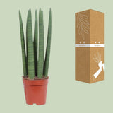 Droit droit - zø12cm - ↕40cm