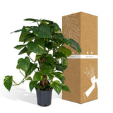 Bâton de mousse Epipremnum Aureum - Lierre dragon - ø15cm - ↕60cm