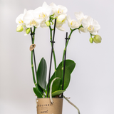 Lot de 2 orchidées Phalaenopsis blanches en pot Ø9 cm