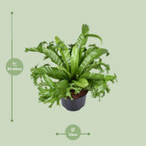 Begonia Nest Crissie - Ø23cm - ↕55cm