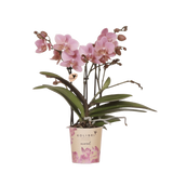 Orchidée Treviso rose avec pot Ø9 cm
