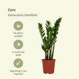 2x Zamioculcas Zamiifolia - Palme émeraude - 50 cm - Ø14