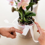 Orchidées violettes avec éclairage doux