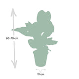 Calathea Ornata - Ø19cm - ↕75cm