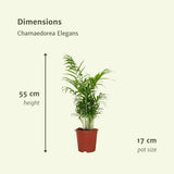 2x Chamaedorea elegans - Palme de montagne mexicain - 55 cm - Ø17