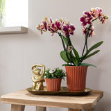 Ensemble orchidée Phalaenopsis et plantes en terre cuite avec plateau doré