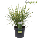 Miscanthus sinensis Strress - Ø 23. - ↕60cm - Ø19 - ↨50cm