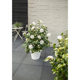 Camellia jap. "Nuccio's Gem '- Ø19cm - ↕65cm