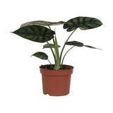 ALOCASIA DRAGON SCALE - Ø17cm - ↕35cm