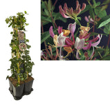 Plante artificielle mélange Hedera et Lonicera Ø17 cm hauteur 90 cm