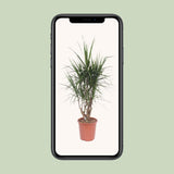 Dracaena Marginata - Ø27cm - ↕130cm