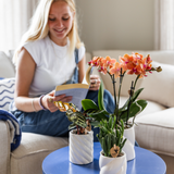 Lot de 4 orchidées Phalaenopsis orange avec pots