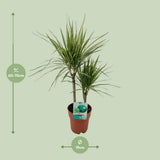 Dracaena margina bicolor - Ø19cm - ↕70cm