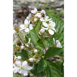 Rubus fruticosus 'Black Satin' sans épines Ø13 cm hauteur 45 cm