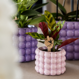 Lot de 4 plantes colorées en pot décoratif violet blanc pêche rose