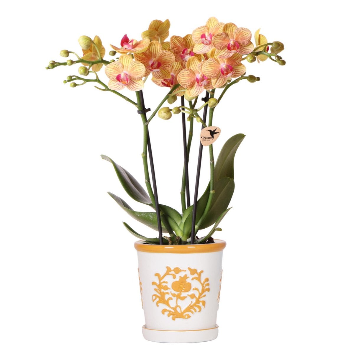Orchidée Phalaenopsis 'Jamaica' en pot décoratif orange, vue d'ensemble