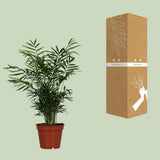 Chamaedorea elegans - Ø17cm - ↕55cm