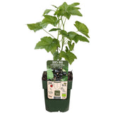 Ribes Nigrum 'Ben Nevis' - Berry noir - Ø13cm - ↕45cm