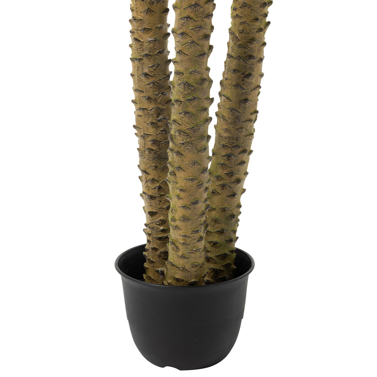 Palmier J-Line en pot, vue d'ensemble luxueuse