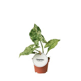 Syngonium Moux - Plante d'intérieur avec feuillage vert luxuriant dans un pot de 6 cm