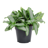 Murdannia Loriforus 'Bright Star' - Ø12cm - ↕20cm