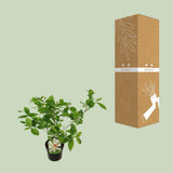 Sinocalyycanthus 'Vénus' - Ø19cm - ↕30cm