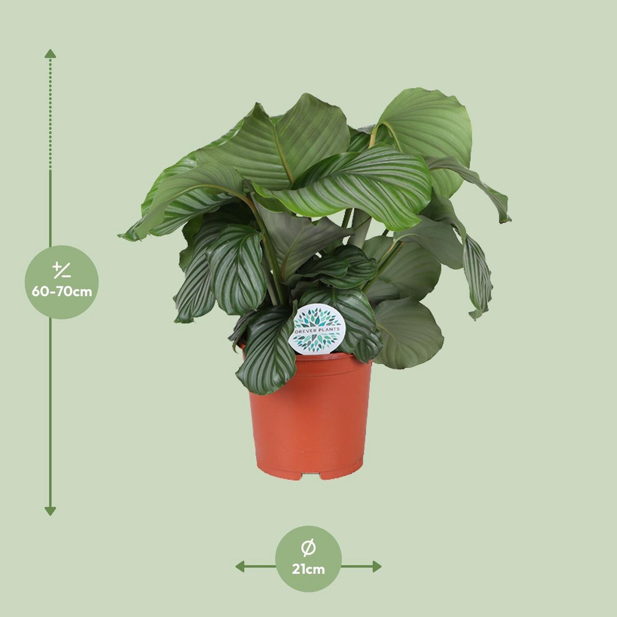 Vue rapprochée des feuilles de Calathea orbifolia