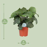Vue rapprochée des feuilles de Calathea orbifolia