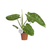 Philodendron Jose Buono - plante d'intérieur avec feuilles vertes luxuriantes