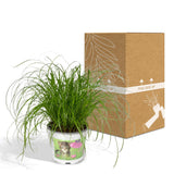 Cyperus Alternifolius - Herbe à Chat - Ø12cm - ↕20cm