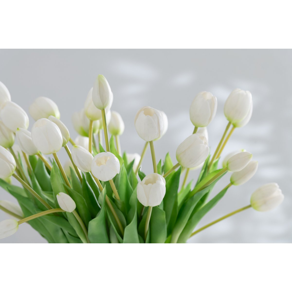 Vue latérale du bouquet de tulipes J-Line, montrant la hauteur