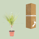 Dracaena Sunray Single Stam - Ø12cm - ↕50cm