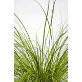 Plante artificielle Carex Testacea orange Ø19 cm