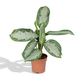 Aglaonema baie argentée en pot Ø17 cm