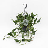 Plante Epipremnum pinnatum doré