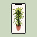 Dracaena Lemon Lime - Ø27cm - ↕110cm